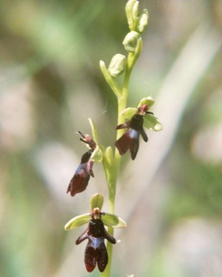 Ophris-insectifera-2003-Huemme.JPG
