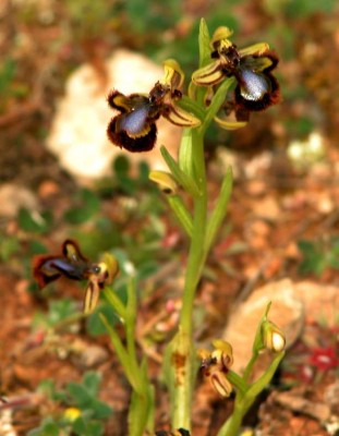 Ophrys speculum - 6.JPG