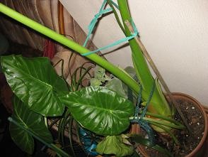 IMG_1045.JPG