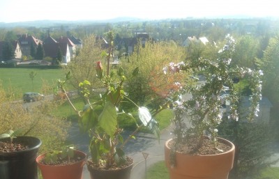 hibiskus Bild 126.jpg