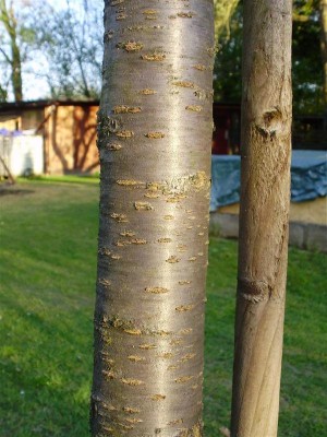 Kirsche.jpg