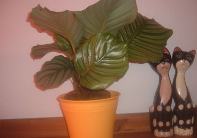 orbifolia Bild 121.jpg