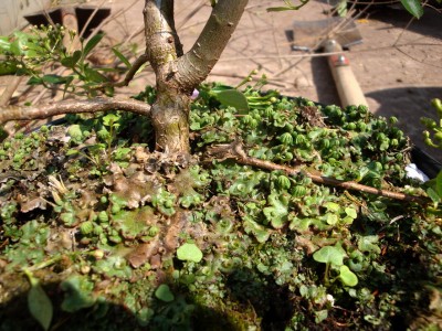 21.04.09 niedlich1.jpg