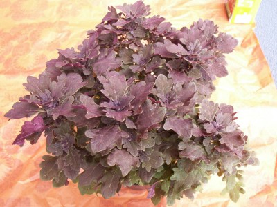 PICT1304.JPG