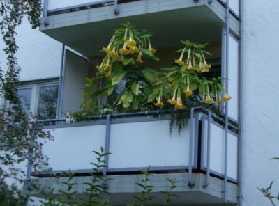 Engelstrompeten.jpg