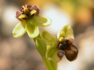 Ophrys bombyliflora - 4.JPG