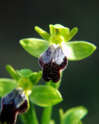 Ophrys-fusca-Eivissa-2002.jpg