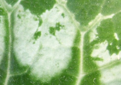 DSCI0004 - Kopie.JPG