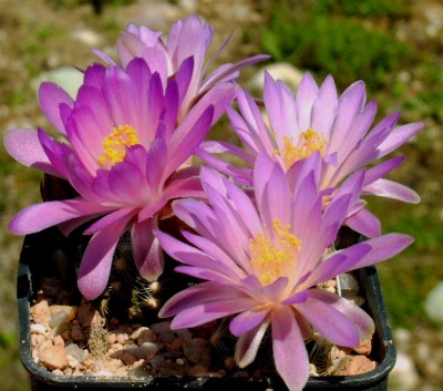Mammillaria rocikii,2, 04.08.JPG