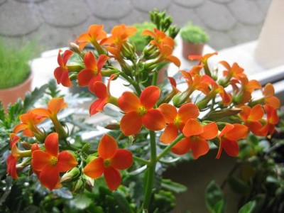 IMG_1066.JPG