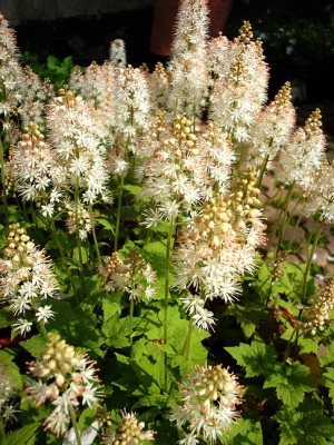 22.04.09 es blüht4.jpg