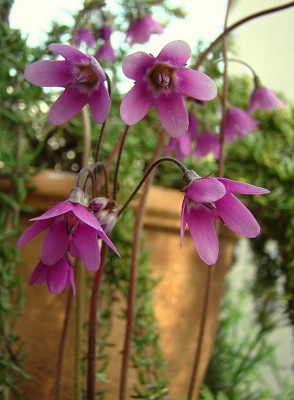 22.04.09 es blüht2.jpg