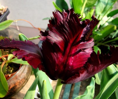 22.04.09 es blüht1.jpg