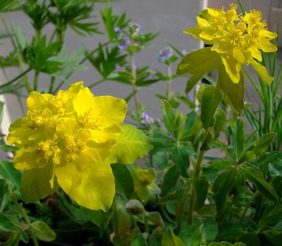 22.04.09 es blüht.jpg