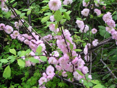 P1010016.JPG