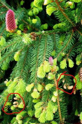 Picea acrocona - Blüten.jpg