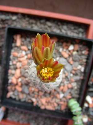 Gymnocactus subterraneus var. zaragozae.jpg