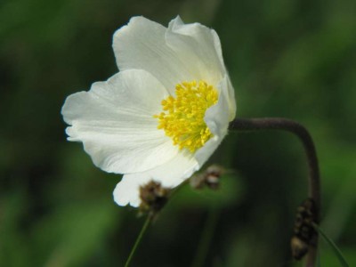 Anemone-sylvestris-Großes-Windröschen-1.JPG