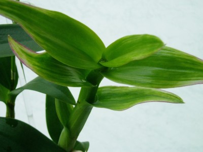Dendrobium Phal.JPG