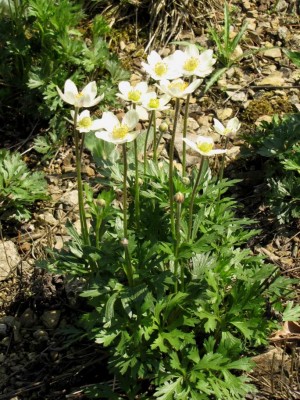 Anemone-baldensis.JPG