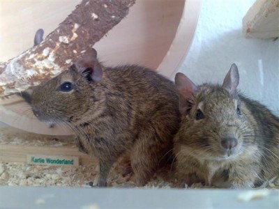 Degu2 (Small).jpg