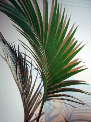 Palme2.jpg