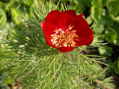 Paeonia tenuifolia.JPG