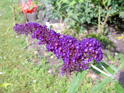 Flieder- Buddleja davidii Black Knight.JPG