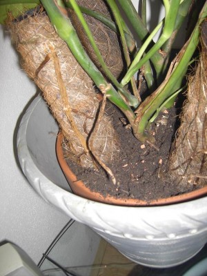 monstera wurzeln.JPG