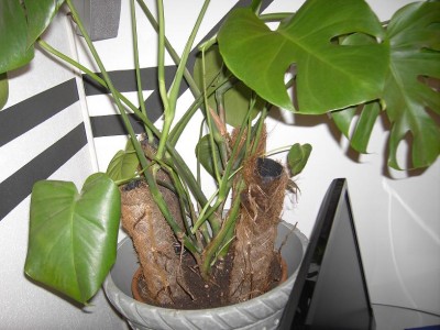 monstera stütze klein.JPG