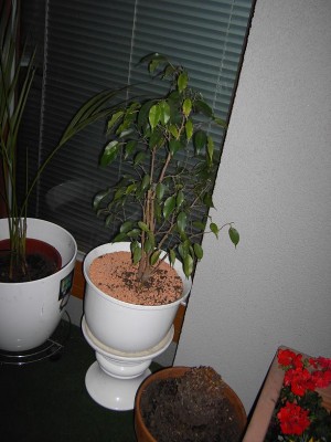 ficusbenjaminklein.JPG