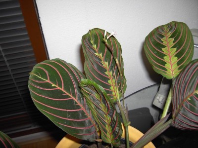 calathea2 klein.JPG