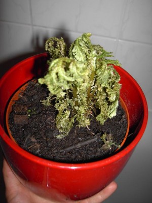 selaginella.JPG