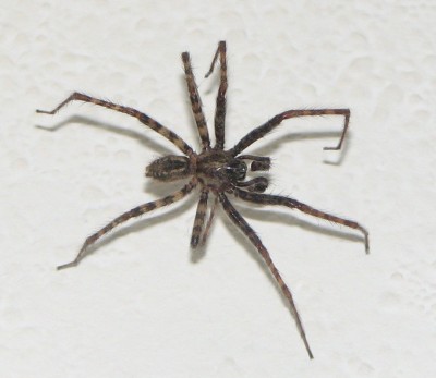 Spinne groß.jpg