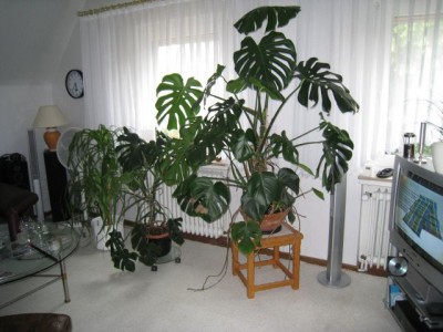 hermann_monstera.jpg