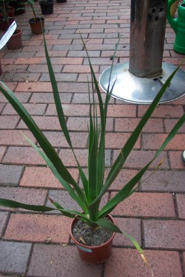 Dracaena.jpg