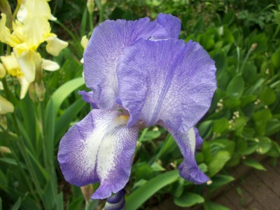 Iris2.jpg