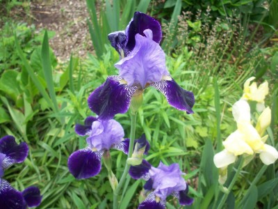 Iris 1.jpg