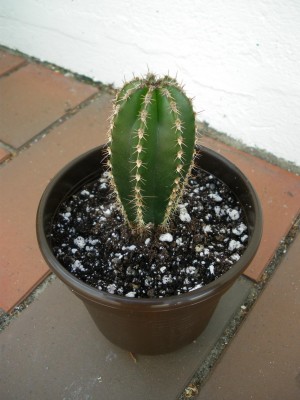 Kaktus2.JPG