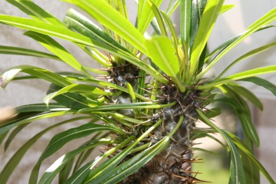 Pachypodium lamerei - 21.05.2009 - 2.jpg