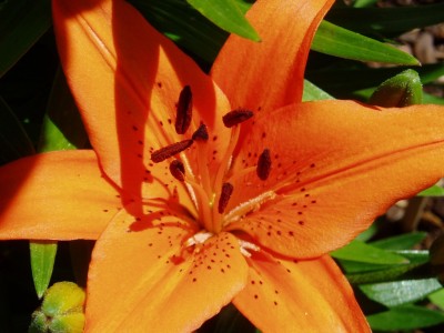 orange Lilienblüte.JPG