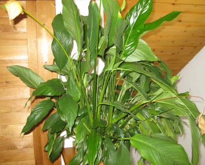 Pflanze (3).JPG