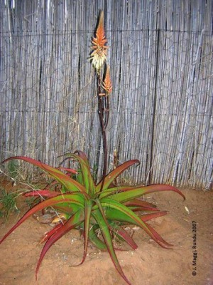 Aloe rot.jpg