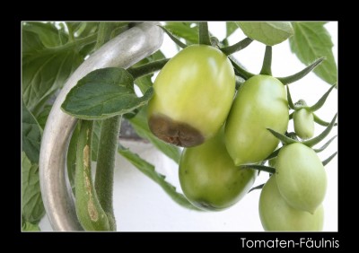 Tomate1 4831.jpg