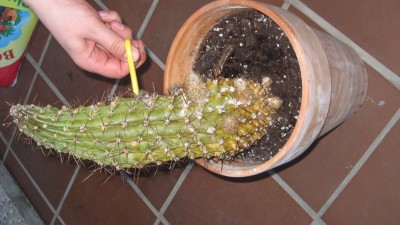 Kaktus 1.JPG
