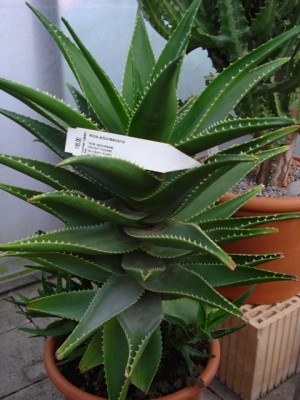 Aloe arborescens.jpg