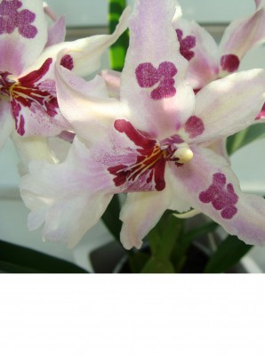 Orchidee 2.JPG