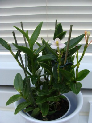 Orchidee 1.JPG