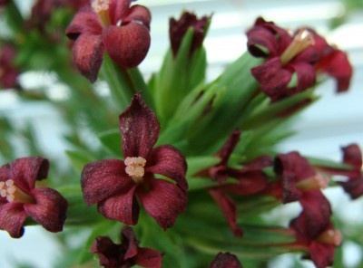 Crassula Coccinea.JPG