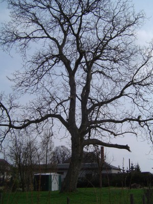 Baum 002 a.jpg